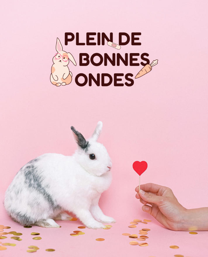 identité visuelle le lapin rieur